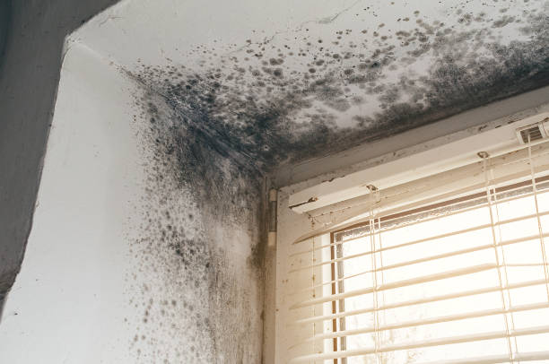 Affordable Mold Cleanup solutions in Waverly, VA