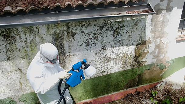Top rated local Mold Cleanup specialists in Waverly, VA